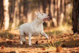 Bull terrier Dogs Razza - Prezzo, Temperamento & Foto | AnnunciAnimali