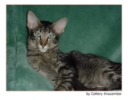 Javanés Cats Raza - Características, Fotos & Precio | MundoAnimalia