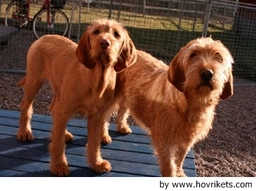 Griffon Fauve de Bretagne Dogs Raza - Características, Fotos & Precio | MundoAnimalia