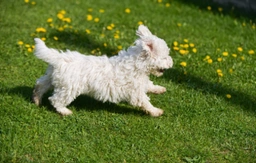 Hungarian Puli Dogs Breed - Information, Temperament, Size & Price | Lancaster Puppies