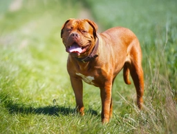Dogue De Bordeaux Dogs Breed - Information, Temperament, Size & Price | Lancaster Puppies