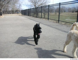 Riesenschnauzer Dogs Ras: Karakter, Levensduur & Prijs | Puppyplaats