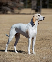 Porcelaine Dogs Razza - Prezzo, Temperamento & Foto | AnnunciAnimali