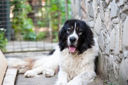 Ciobanesc de Bucovina Dogs Razza - Prezzo, Temperamento & Foto | AnnunciAnimali