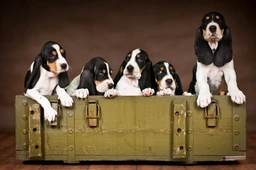 Segugio Svizzero Dogs Razza - Prezzo, Temperamento & Foto | AnnunciAnimali