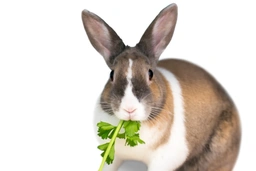 Tri Coloured Dutch Rabbits Breed - Information, Temperament, Size & Price | Pets4Homes