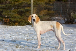 Porcelaine Dogs Razza - Prezzo, Temperamento & Foto | AnnunciAnimali