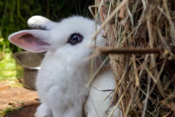 Dwarf Hotot Rabbits Breed - Information, Temperament, Size & Price | Pets4Homes