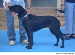 Ca de Bestiar - Perro de Pastor Mallorquín Dogs Raza - Características, Fotos & Precio | MundoAnimalia