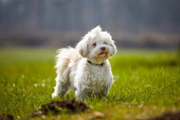 Havanese Dogs Breed - Information, Temperament, Size & Price | Lancaster Puppies