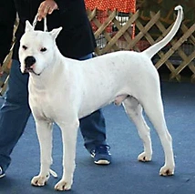 Dogo argentino Dogs Raza - Características, Fotos & Precio | MundoAnimalia