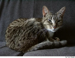 Europeo de Pelo Corto Cats Raza - Características, Fotos & Precio | MundoAnimalia