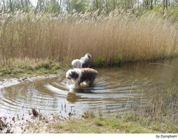 Old English Sheepdog Dogs Ras: Karakter, Levensduur & Prijs | Puppyplaats