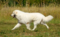 Pastor Maremmano-Abruzzese Dogs Raza - Características, Fotos & Precio | MundoAnimalia