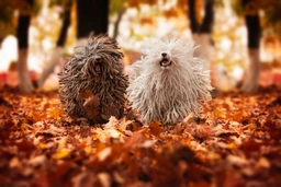 Hungarian Puli Dogs Breed - Information, Temperament, Size & Price | Lancaster Puppies