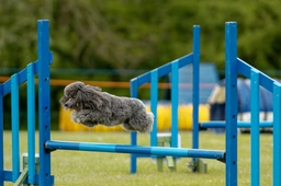 Miniature Poodle Dogs Breed - Information, Temperament, Size & Price | Pets4Homes