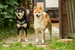 Japanese Shiba Inu Dogs Breed - Information, Temperament, Size & Price | Pets4Homes