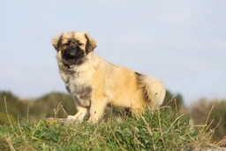 Spaniel Tibetano Dogs Raza - Características, Fotos & Precio | MundoAnimalia