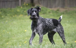 German Wirehaired Pointer Dogs Breed - Information, Temperament, Size & Price | Lancaster Puppies
