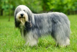 Old English Sheepdog Dogs Breed - Information, Temperament, Size & Price | Pets4Homes
