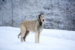 Irish Wolfhound Dogs Breed - Information, Temperament, Size & Price | Pets4Homes