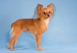 Russian Toy Terrier Dogs Breed - Information, Temperament, Size & Price | Lancaster Puppies