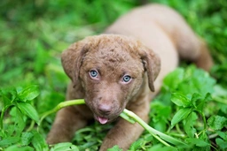 Chesapeake Bay Retriever Dogs Breed - Information, Temperament, Size & Price | Lancaster Puppies
