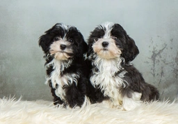 Havanese Dogs Breed - Information, Temperament, Size & Price | Lancaster Puppies