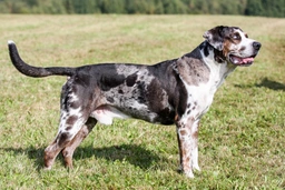 Catahoula Leopard Dog Dogs Breed - Information, Temperament, Size & Price | Pets4Homes