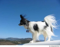 Vlinderhondje Dogs Ras: Karakter, Levensduur & Prijs | Puppyplaats