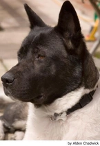 Akita Dogs Breed - Information, Temperament, Size & Price | Lancaster Puppies
