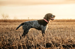 German Wirehaired Pointer Dogs Breed - Information, Temperament, Size & Price | Lancaster Puppies