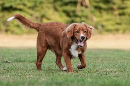 Nova Scotia Duck Tolling Retriever Dogs Breed - Information, Temperament, Size & Price | Lancaster Puppies
