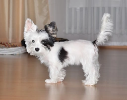 Biewer Terrier Dogs Ras: Karakter, Levensduur & Prijs | Puppyplaats