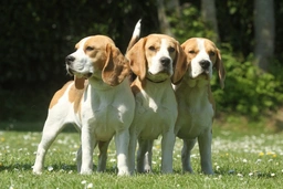 Beagle Dogs Breed - Information, Temperament, Size & Price | Pets4Homes