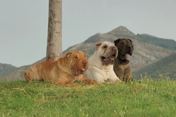 Shar Pei Dogs Razza - Prezzo, Temperamento & Foto | AnnunciAnimali
