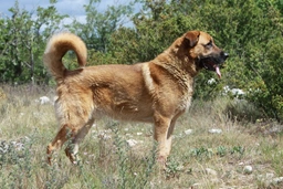 Anatolische Herdershond Dogs Ras: Karakter, Levensduur & Prijs | Puppyplaats