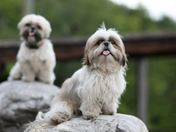 Shih Tzu Dogs Breed - Information, Temperament, Size & Price | Pets4Homes