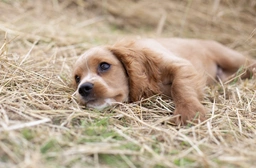 Cockalier Dogs Breed - Information, Temperament, Size & Price | Pets4Homes