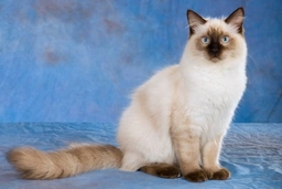 Ragdoll Cats Razza - Prezzo, Temperamento & Foto | AnnunciAnimali