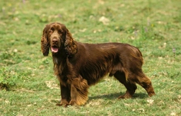 Field Spaniel Dogs Ras: Karakter, Levensduur & Prijs | Puppyplaats