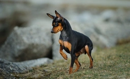 Miniature Pinscher Dogs Breed - Information, Temperament, Size & Price | Pets4Homes