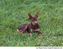 Ca Rater Mallorquí Dogs Raza - Características, Fotos & Precio | MundoAnimalia