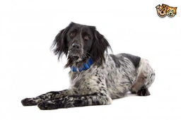 Grote Münsterländer Dogs Ras: Karakter, Levensduur & Prijs | Puppyplaats