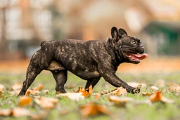 French Bulldog Dogs Breed - Information, Temperament, Size & Price | Lancaster Puppies