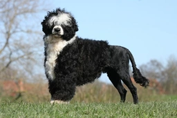 Portuguese Water Dog Dogs Breed - Information, Temperament, Size & Price | Lancaster Puppies