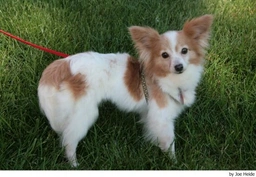 Vlinderhondje Dogs Ras: Karakter, Levensduur & Prijs | Puppyplaats
