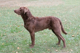 Chesapeake Bay Retriever Dogs Breed - Information, Temperament, Size & Price | Lancaster Puppies