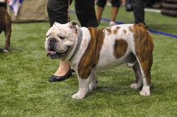 English Bulldog Dogs Breed - Information, Temperament, Size & Price | Pets4Homes