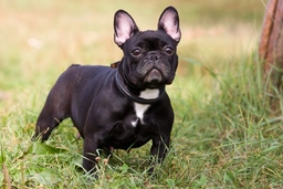 French Bulldog Dogs Breed - Information, Temperament, Size & Price | Lancaster Puppies